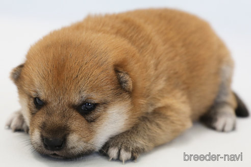 成約済の神奈川県の柴犬-273394